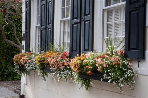 window box basics artofit