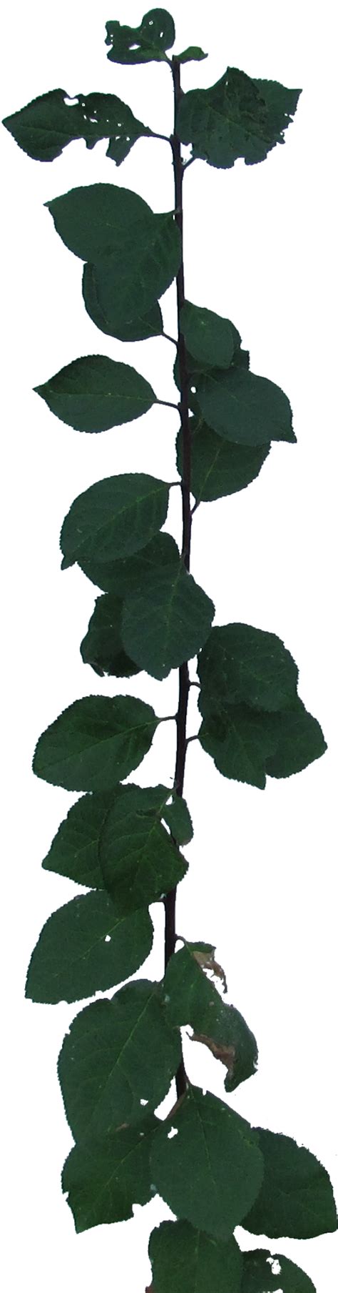 Plant Foliage Decal Texture