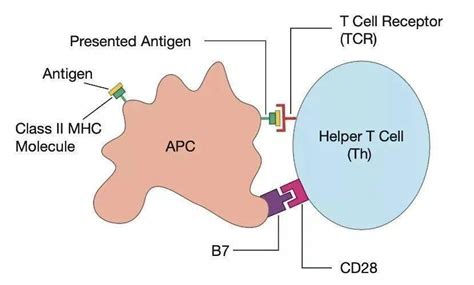 人人学懂免疫学第二十一期：t细胞的激活分子受体信号