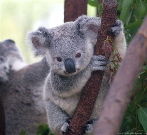 Baby Koala Wallpapers Top Free Baby Koala Backgrounds Wallpaperaccess