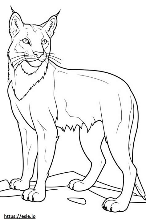 Balkan Lynx Playing Coloring Page
