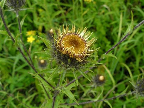 Колючник Биберштейна | molbiol.ru