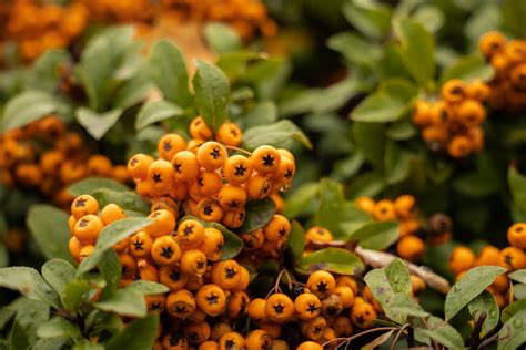 All You Need To Know About The Pyracantha Orange Glow - Maintain Your ...