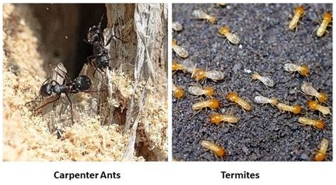 Carpenter Ant Frass Vs Termite Frass What Difference And How To Get