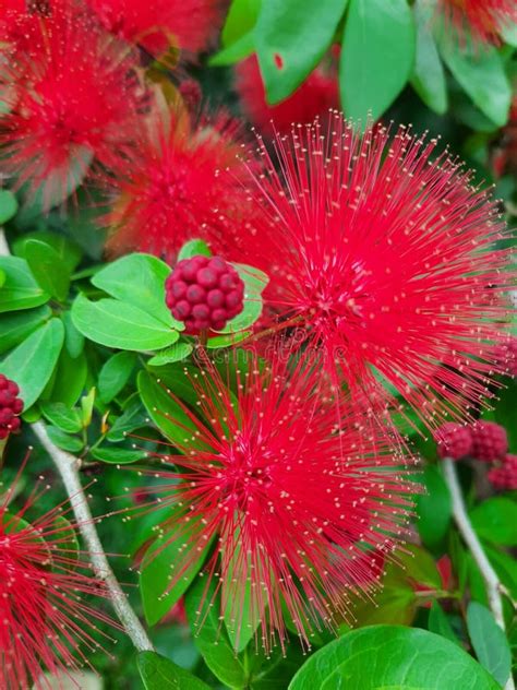 Powder Puff Plant Calliandra Stock Photo Image Of