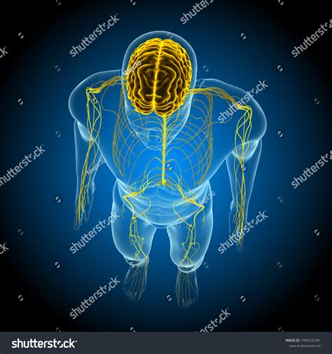 Human Central Nervous System Brain Anatomy Stock Illustration 1900232341