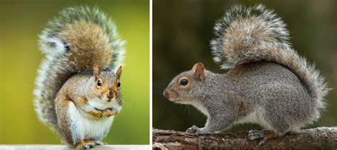 The 3 Types Of Squirrels That Live In Florida 2023 Bird Watching Hq