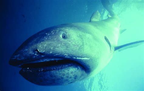 WiseOceans Creature Feature Megamouth Shark