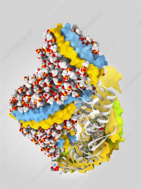 Cholesteryl ester transfer protein - Stock Image - C013/8895 - Science ... 