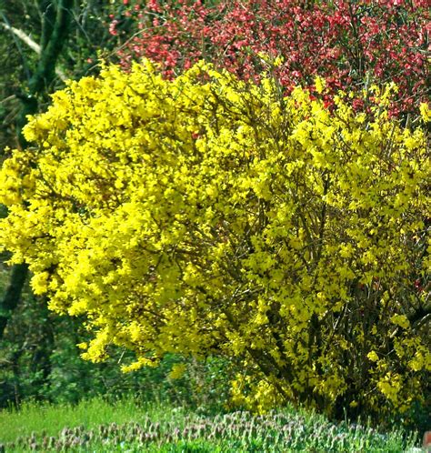 49 Forsythia ideas | forsythia, shrubs, plants