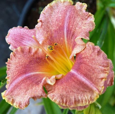 POLKA DOT BIKINI Indian Camp Daylilies