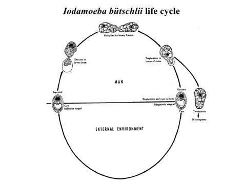 iodamoeba butschlii life cycle amoeba lobosea notes knowt
