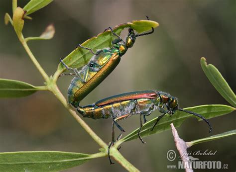Spanish fly Photos, Spanish fly Images, Nature Wildlife Pictures ...