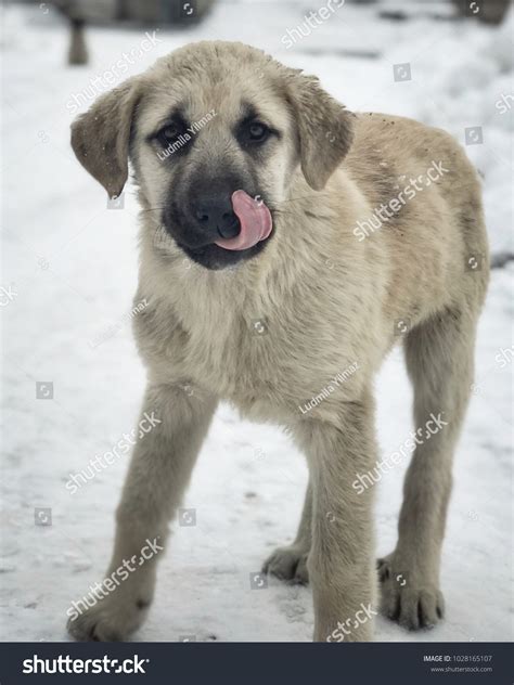 Kangal Puppy