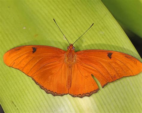 dryas iulia facts diet habitat pictures  animaliabio