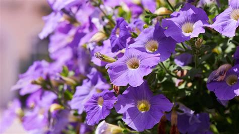 annuals  bloom  bold purple flowers