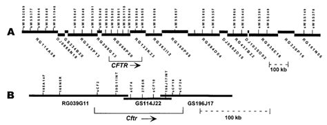 Sequence Maps Of The Genomic Segments Encompassing The Human Cftr And