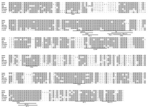 Molecular Evolution Of Vertebrate Sex Determining Genes PMC