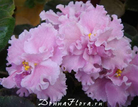 Фиалка Розовая Акварель