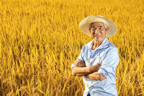 Harvest Of Rice Farmers In Autumn Picture And HD Photos | Free Download ...