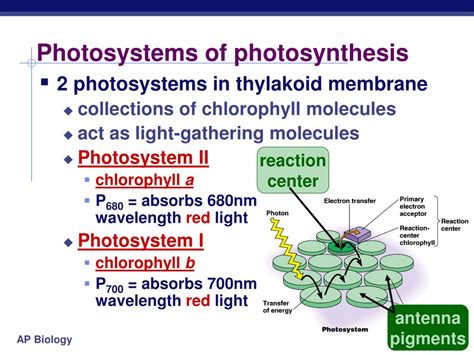 Ppt Pigments Of Photosynthesis Powerpoint Presentation Free Download