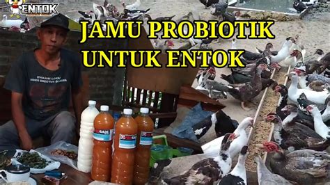 Khasiat Dan Cara Mudah Membuat JAMU PROBIOTIK Untuk Entok YouTube