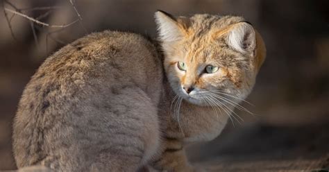 San Diego Zoo Shares Interesting Facts About Cats Most People Haven't ...