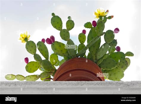 A Devils Tongue Opuntia Humifusa In Bloom And Bearing Fruit Cactus