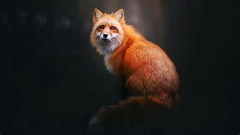 Black Fox Wallpapers - Top Free Black Fox Backgrounds - WallpaperAccess