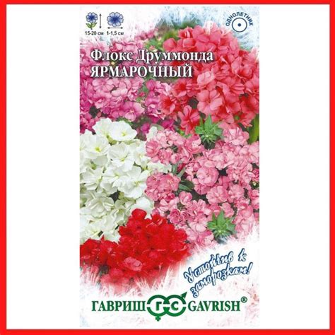 Флоксы однолетние, Флоксы Гавриш Флокс друммонда "Звездный дождь"_белый ...