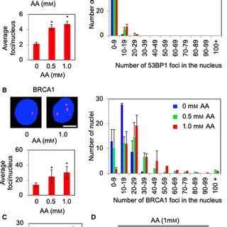 Acetaldehyde Treatment Promotes The Formation Dna Damage Foci And Leads