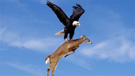 When Do Eagles Hunt