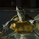 How To Sex A Red Eared Slider All Turtles