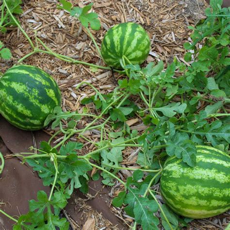 Crimson Sweet Watermelon Seedlings | Vego Garden Seedlings