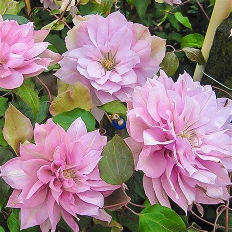 Клематис Виолет Элизабет (саж.) | Clematis, Pink, Plants