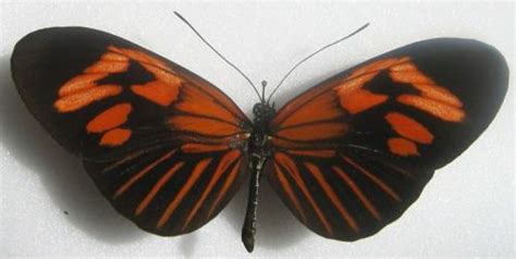 Heliconius erato erato - Photo Stephane VASSEL - www.galerie-insecte.org