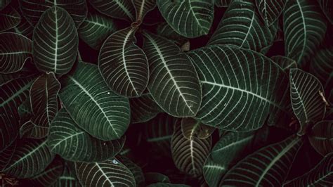 Sanchezia plant green leaves shurbs Monstera deliciosa 4K HD Leaves
