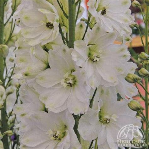 Delphinium Guardian White Davenport Garden Centre