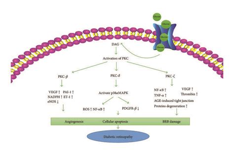 The Activation Of The Three Main Protein Kinase C Pkc Isoforms