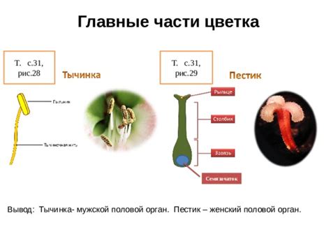 Цветок, его строение и значение.