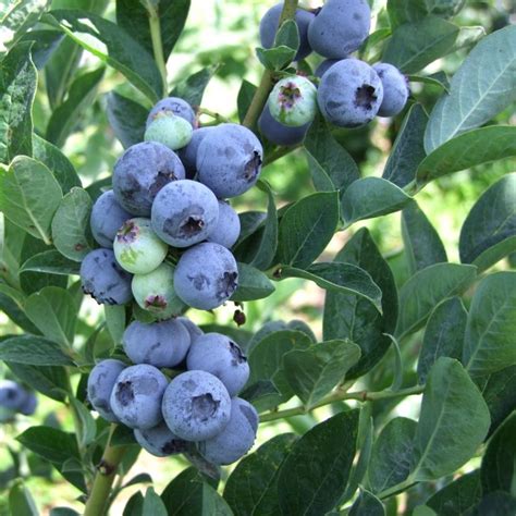 Как вырастить голубику в саду - Азбука садовода