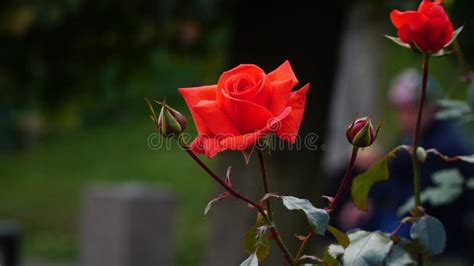 Red Rose Big And Magnificent Mature Rose Closeup Stock Image Image Of Mature Closeup 259861519