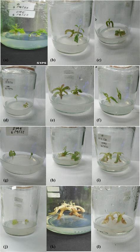 The Synergistic Application Of Sucrose And Various Led Light Exposures