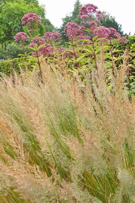 Вейник бриллиантовый | Сад камней, Идеи посадки растений, Декоративная ...