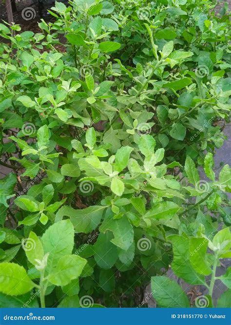 Pluchea Indica Is Herbalic Plant From Indonesian Stock Photo Image Of