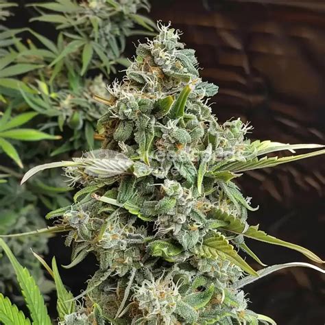 Alaskan Thunder Fuck Cannabis Seeds WSE Australia