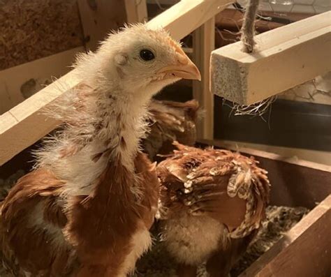 Red Sex Links Right BackYard Chickens Learn How To Raise Chickens