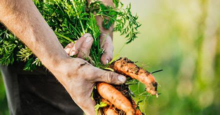 Is natural meals more healthy? | BBC Good Meals - inside.wales