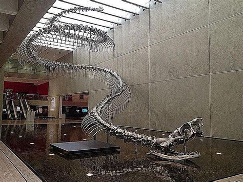 Titanoboa Was A 50 Foot Long 2000 Pound Giant Prehistoric Snake
