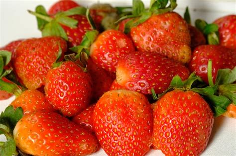 La fresa es una planta pequeña del género de las fresas silvestres de